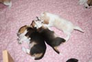 hundewelpen